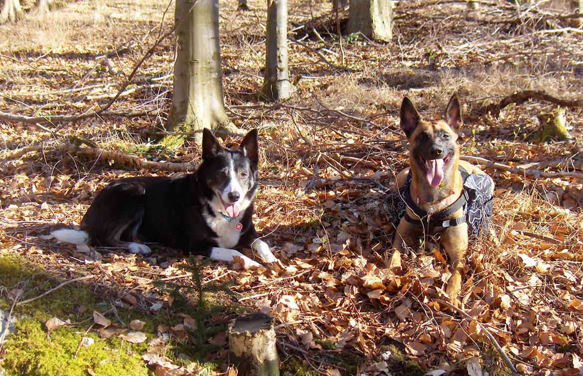 Border collie Píla - Píla 14 år og still going strong men dog nu pensioneret som Redningshund. Her sammen med Halley, som skal overtage Pílas opgave som Redningshund. billede 5