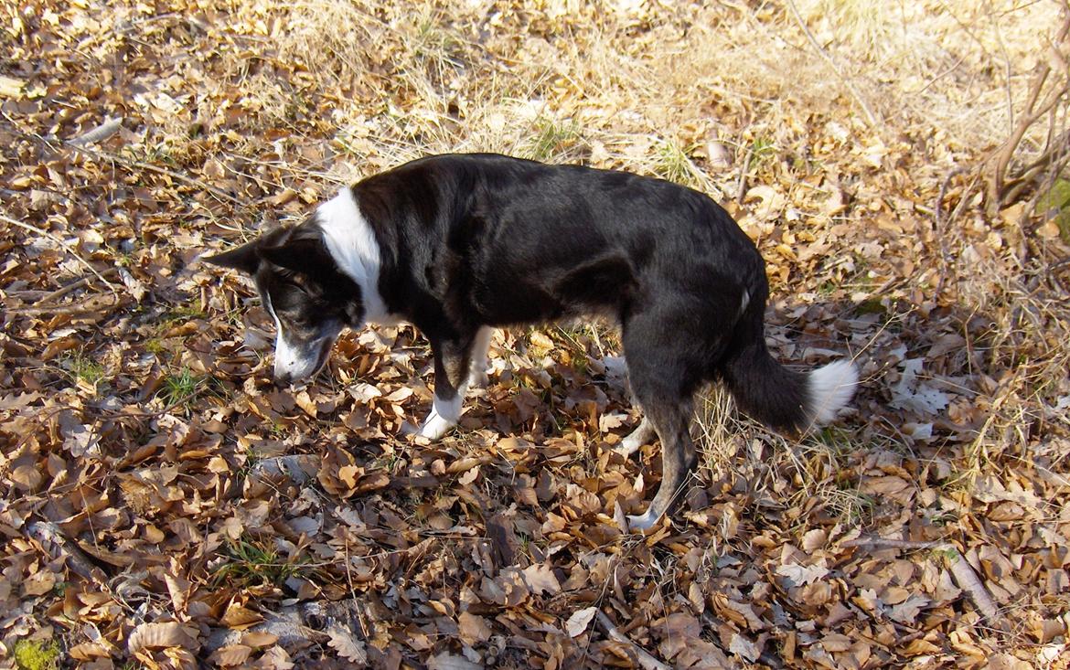 Border collie Píla - Píla holder sig godt, og trods sine 14 år går hun gerne lange ture i skoven. Her har hun fundet et mægtig spændende musehul - tossede hund :-) billede 6