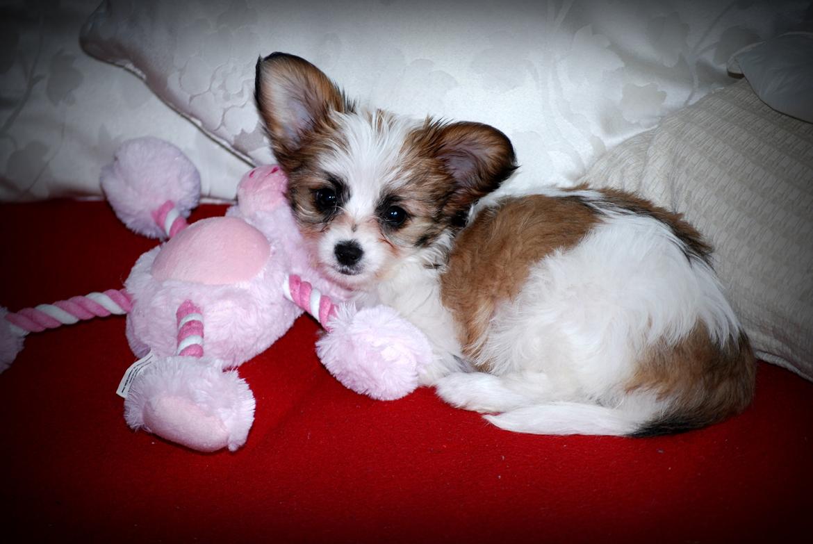 Blanding af racer Bella billede 16