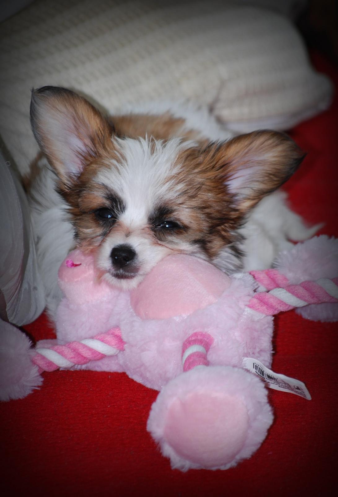 Blanding af racer Bella billede 15