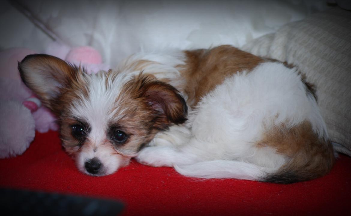 Blanding af racer Bella billede 17