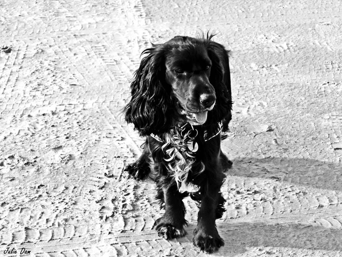 Cocker spaniel Koma - Verdens smukkeste hund <3 billede 31