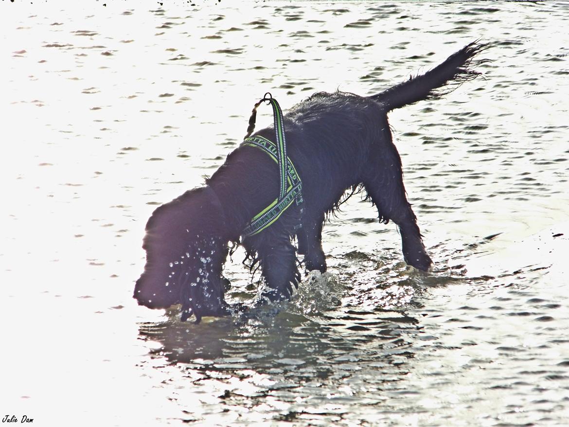 Cocker spaniel Koma - Elsker vand <3 billede 32