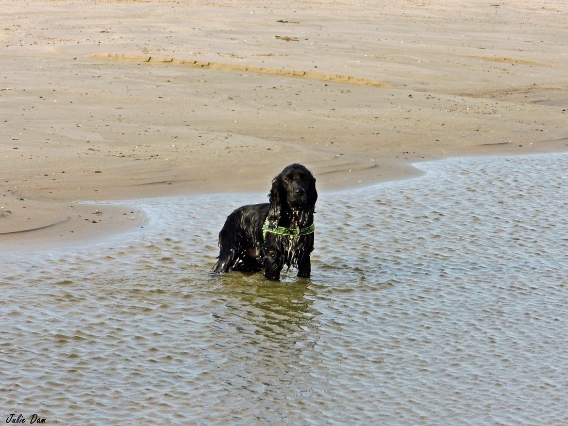 Cocker spaniel Koma - Smil Koma :-) billede 28