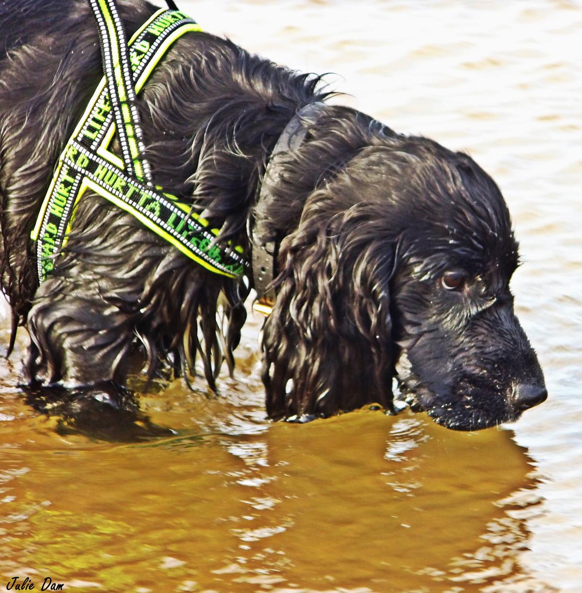 Cocker spaniel Koma - En rigtig vandhund :-) billede 15
