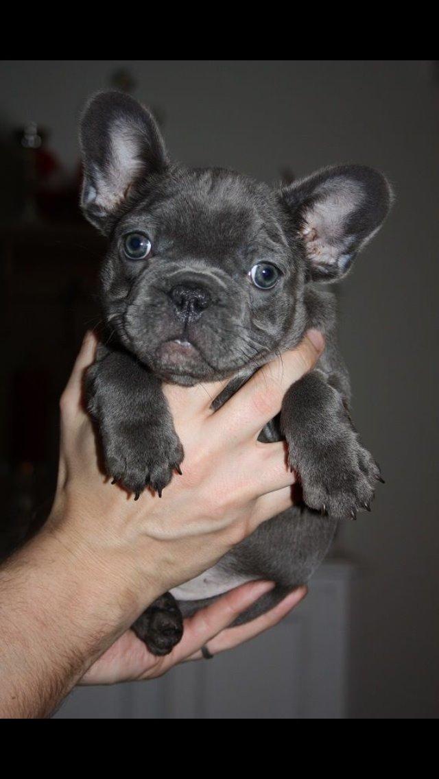 Fransk bulldog Karla " blå" billede 1