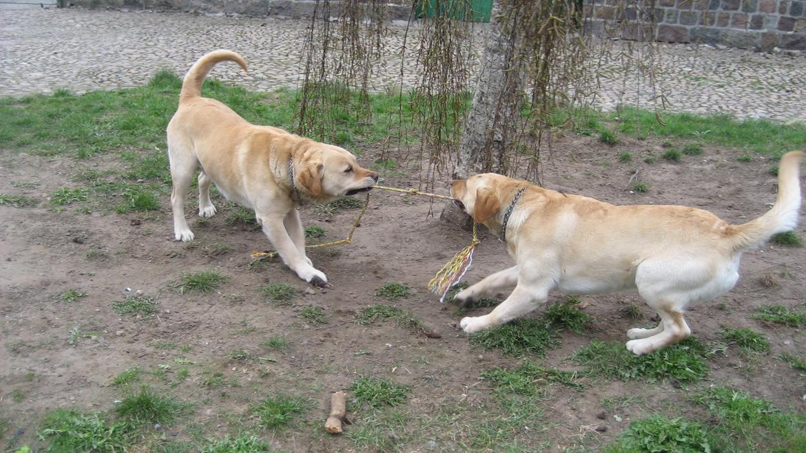 Labrador retriever Sniffer - Leger med Balder! billede 12