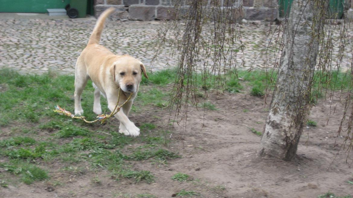 Labrador retriever Sniffer - Hihi, skal vi lege? billede 13