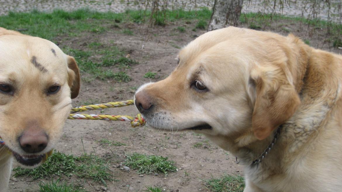 Labrador retriever Sniffer - Trække-konkurrencce! billede 14