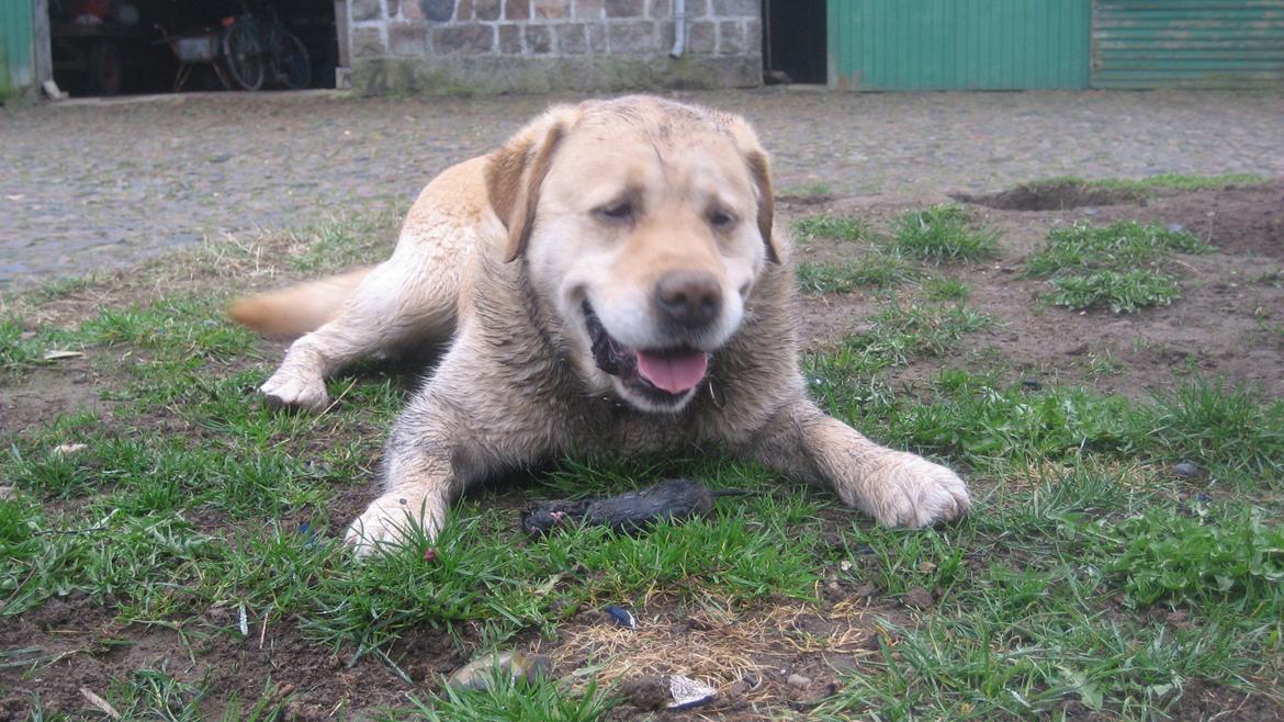 Labrador retriever Sniffer - Dagens fangst! billede 15