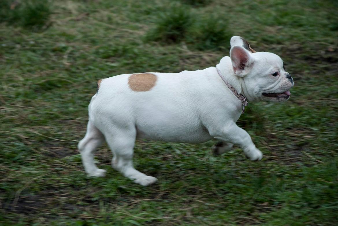 Fransk bulldog Bullystyle's Miss Personality billede 13