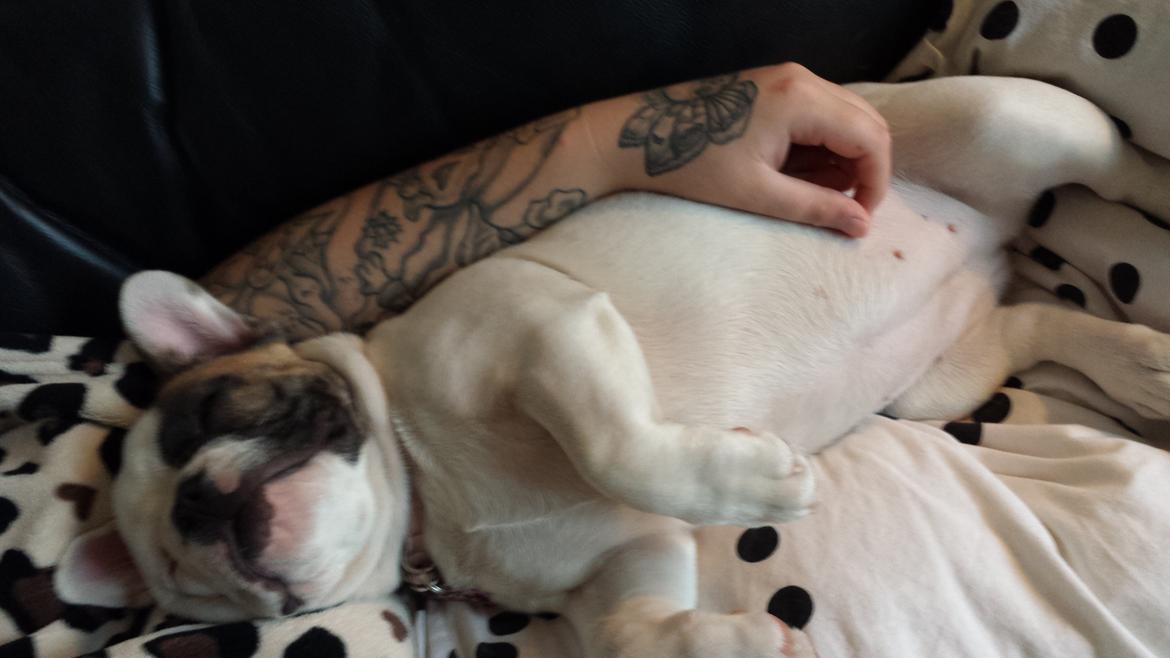 Fransk bulldog Bullystyle's Miss Personality billede 14