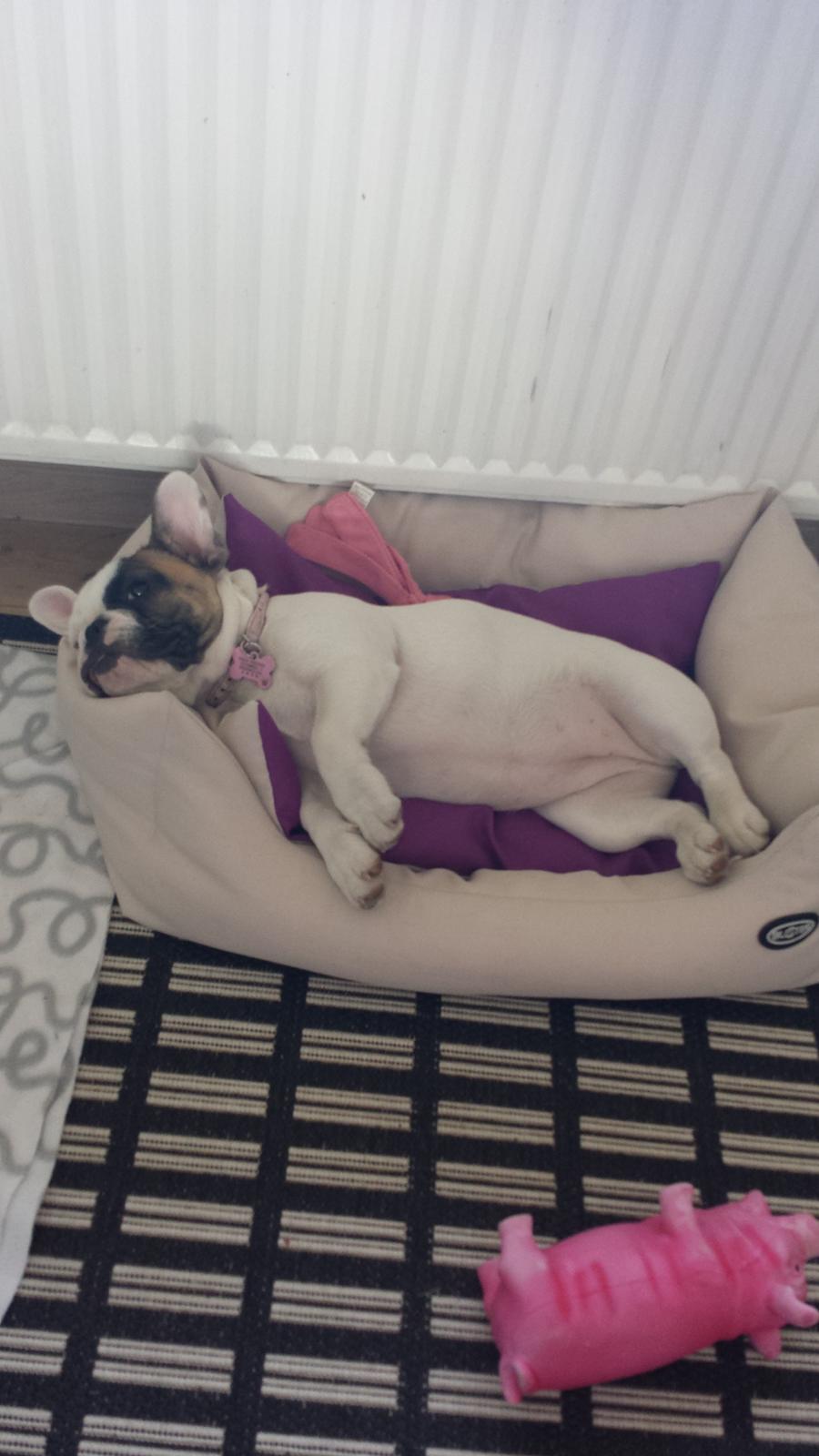 Fransk bulldog Bullystyle's Miss Personality billede 15