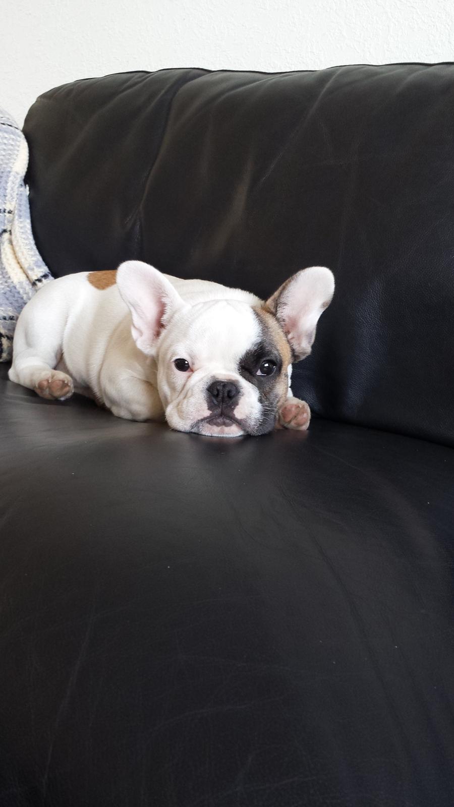 Fransk bulldog Bullystyle's Miss Personality billede 16