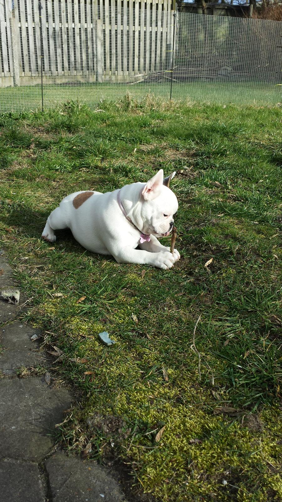Fransk bulldog Bullystyle's Miss Personality billede 17