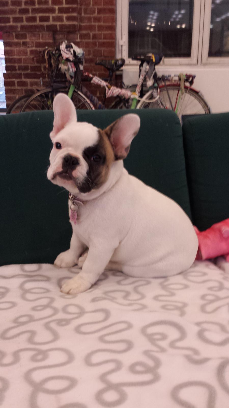 Fransk bulldog Bullystyle's Miss Personality billede 18