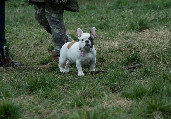Fransk bulldog Bullystyle's Miss Personality billede 19