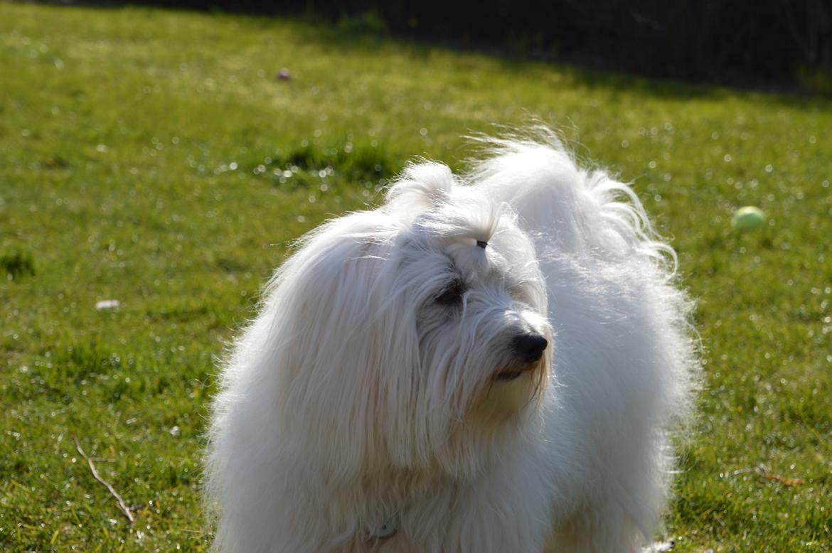 Coton de tulear Charlie - Dejlige Charlie... billede 1