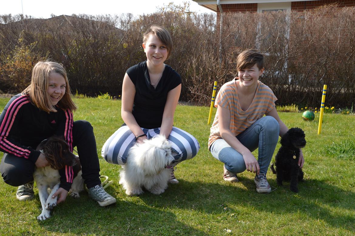 Coton de tulear Charlie - Marie med Olsen, jeg med Charlie og Kristine med Sambo, super hyggelig dag! billede 2