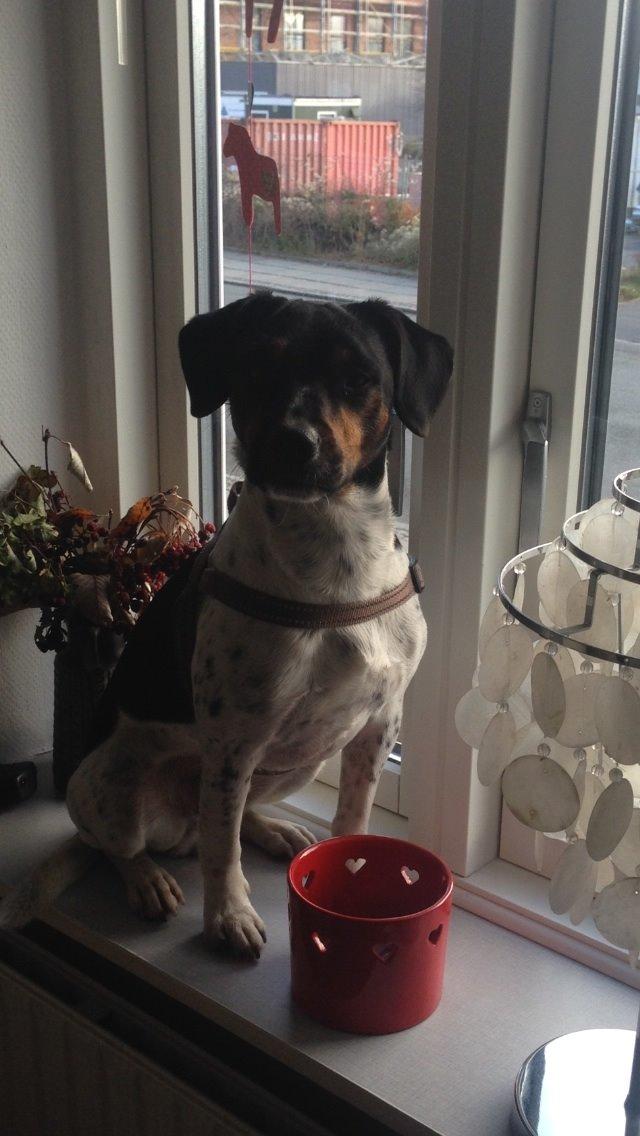 Dansk svensk gaardhund Oscar billede 13