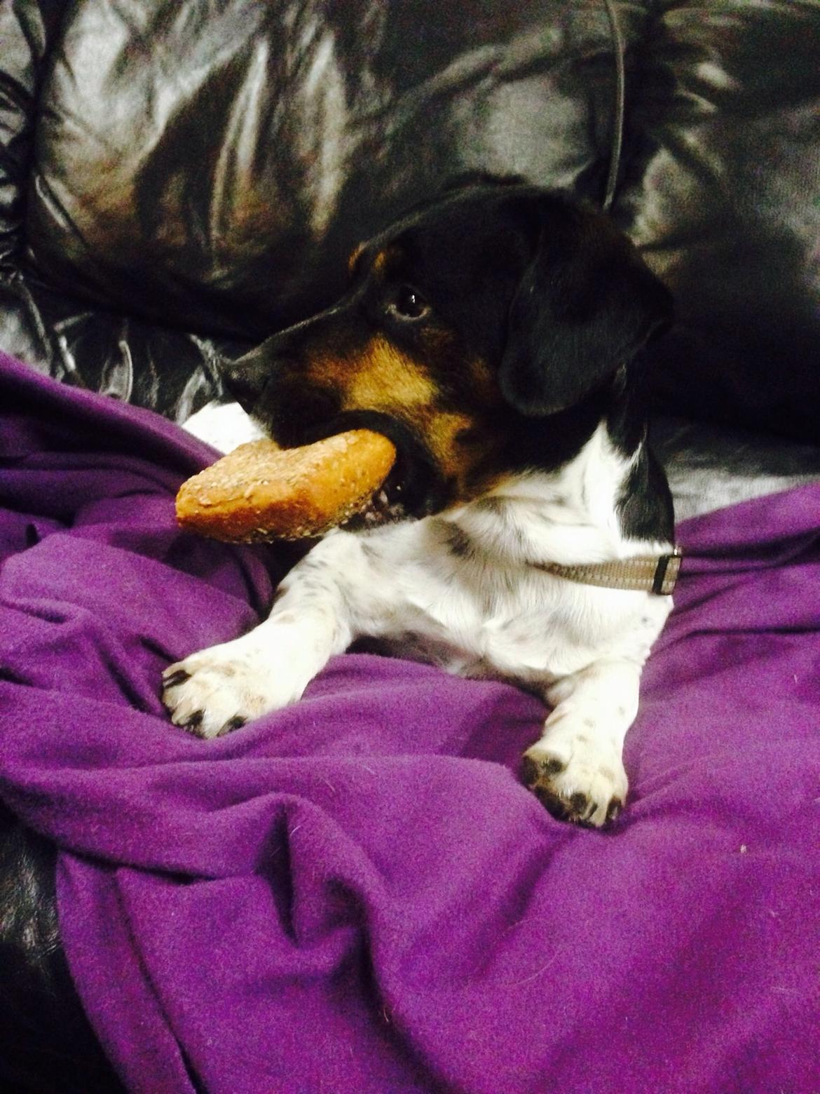 Dansk svensk gaardhund Oscar billede 14