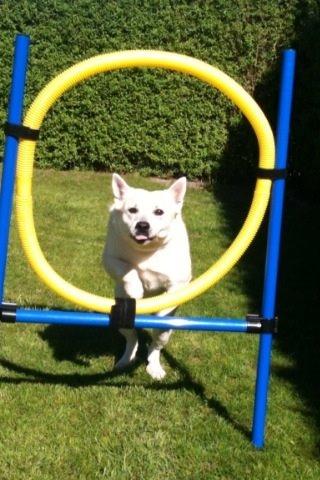 Norsk buhund Freja  billede 10