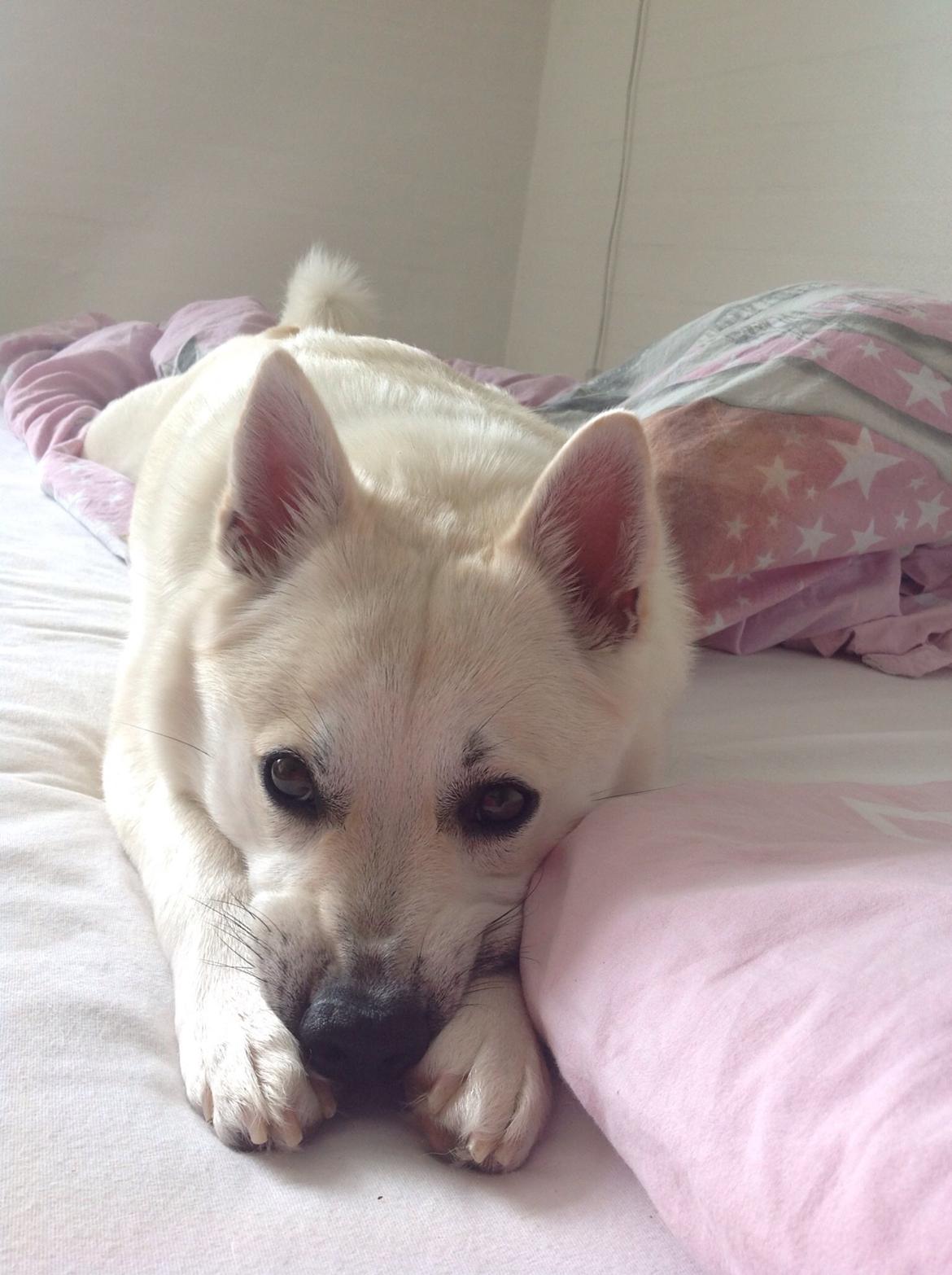 Norsk buhund Freja  billede 2