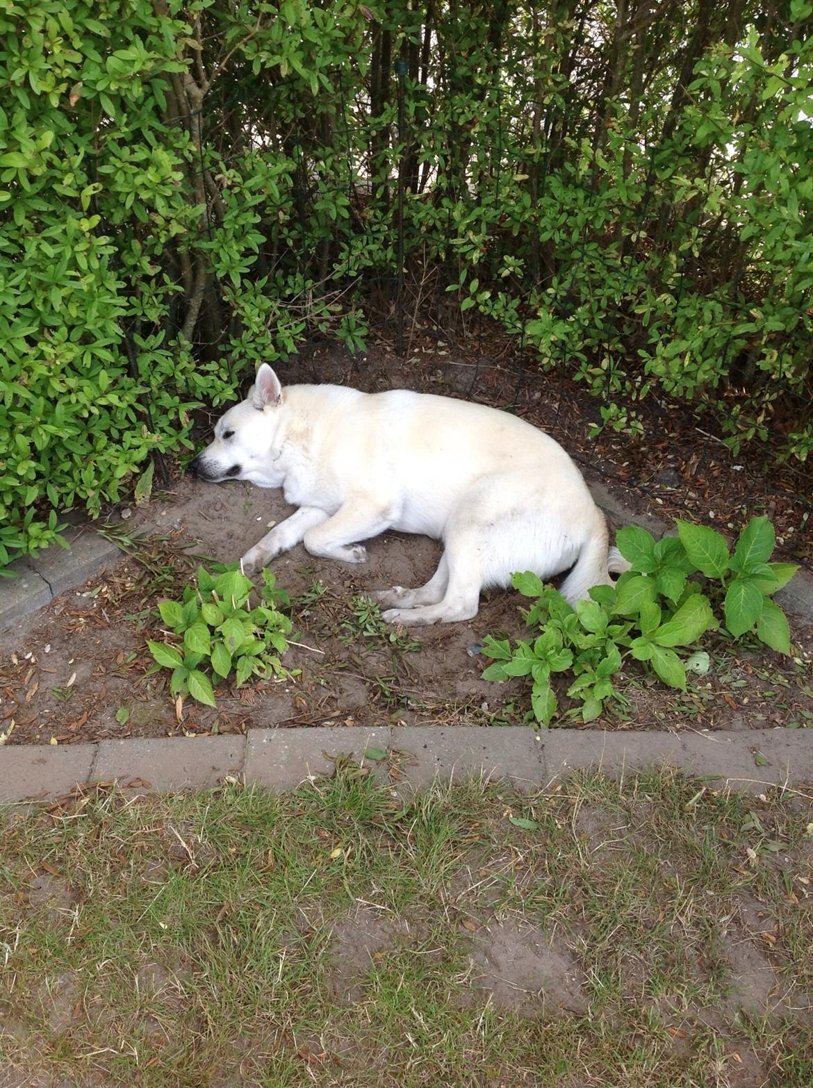 Norsk buhund Freja  billede 3