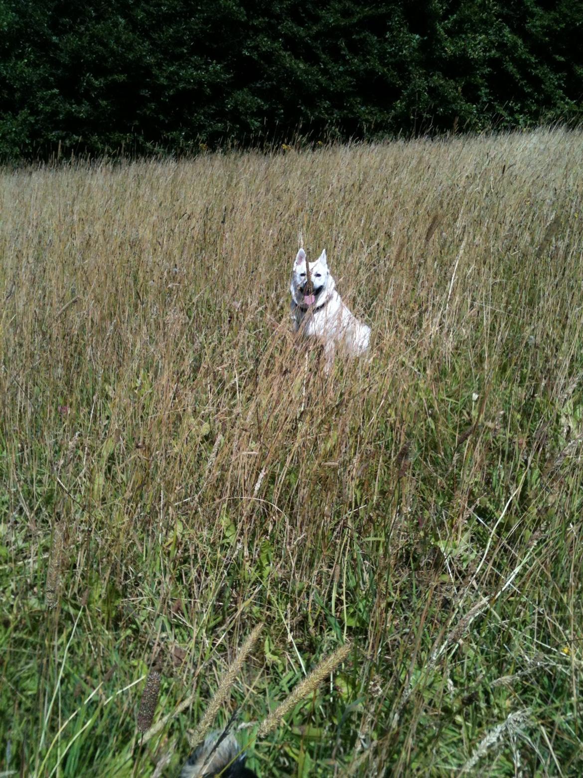 Norsk buhund Freja  billede 4