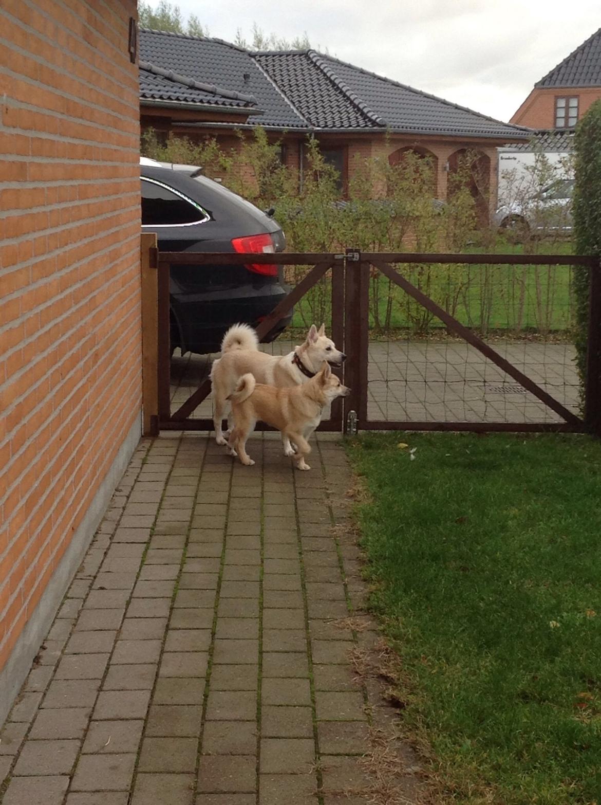 Norsk buhund Freja  billede 5