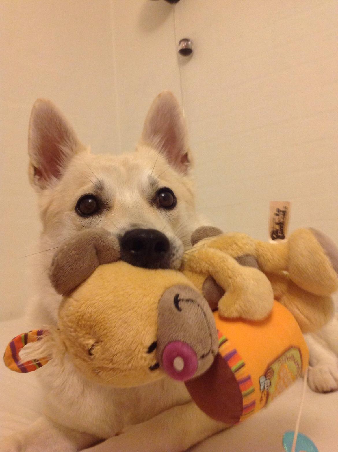 Norsk buhund Freja  billede 6