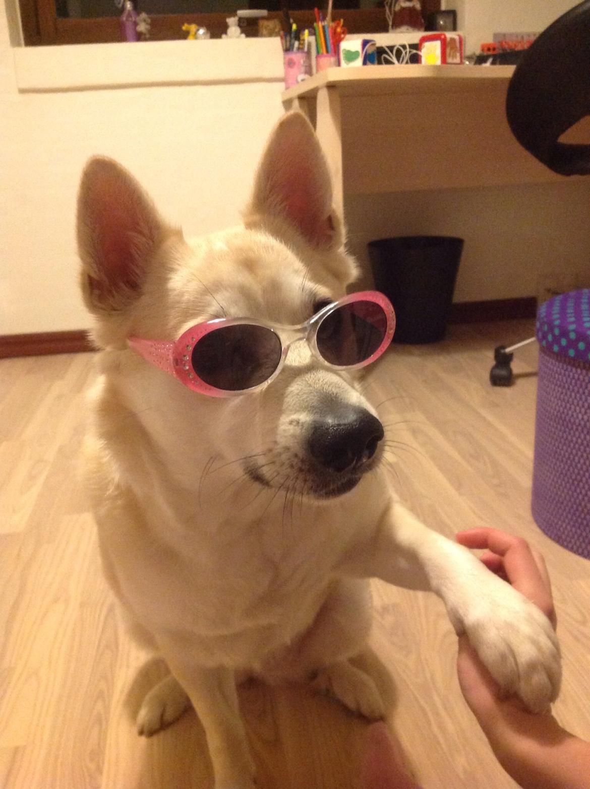 Norsk buhund Freja  billede 7