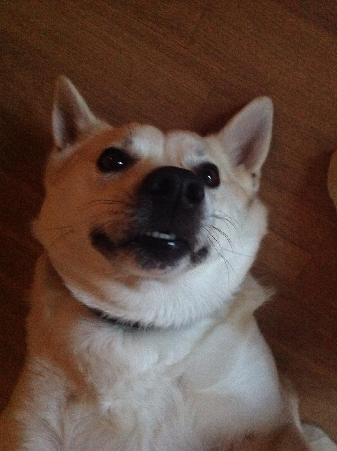 Norsk buhund Freja  billede 8