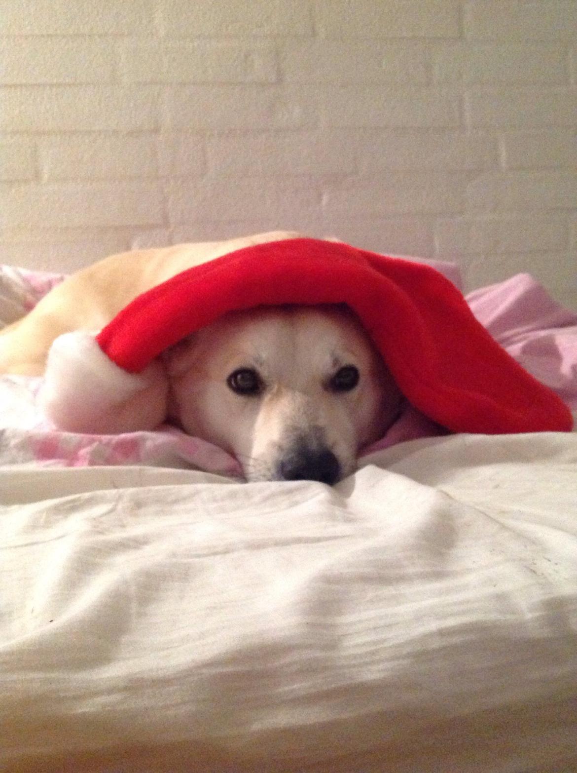 Norsk buhund Freja  billede 9