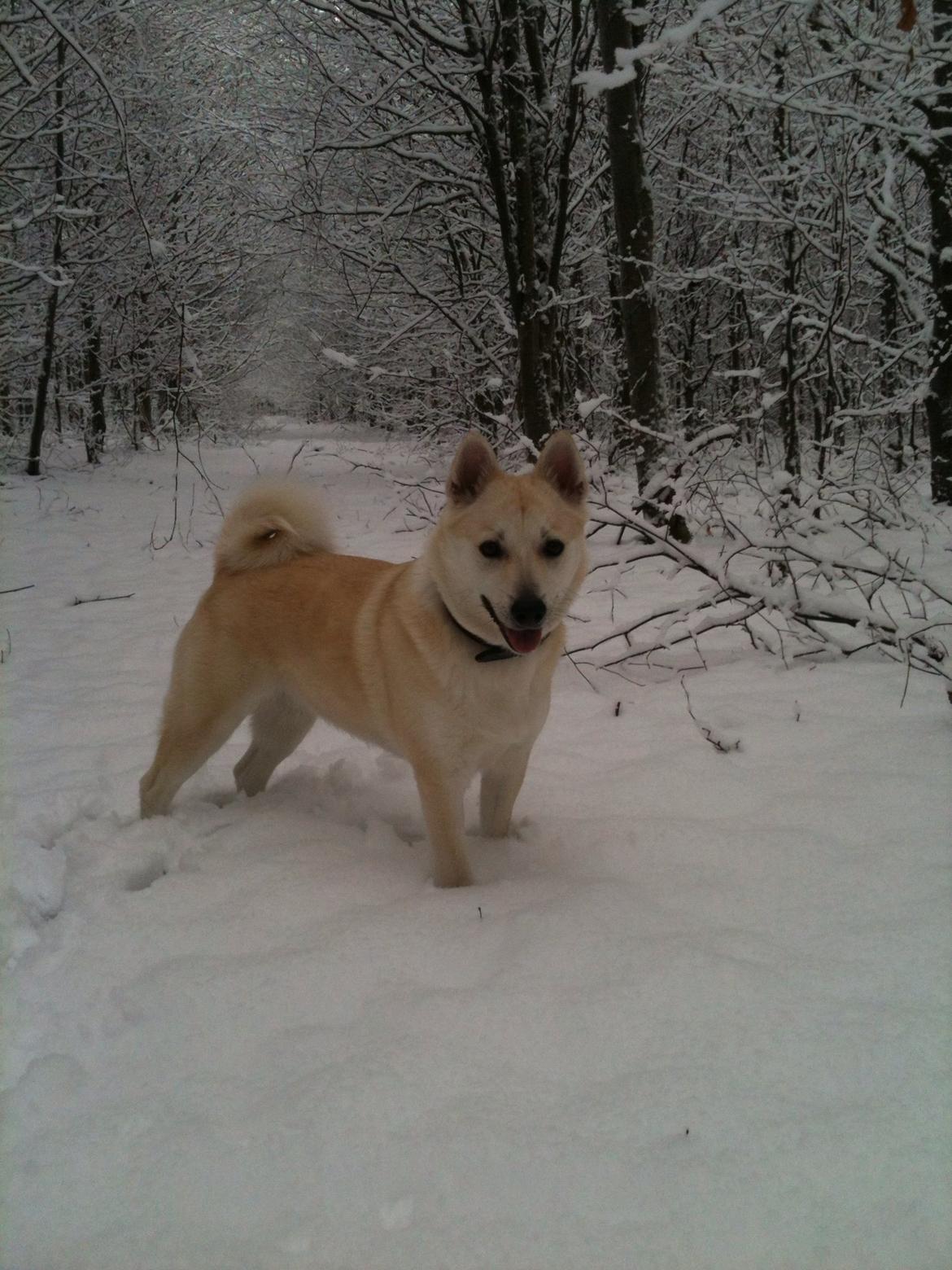 Norsk buhund Freja  billede 1