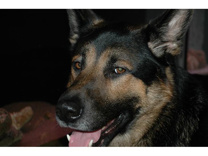 Schæferhund Balto billede 1