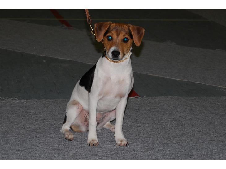 Dansk svensk gaardhund DeeDee (Piccobello Daimler's Djeanie of C&B) - DeeDee på sin allerførste udstilling. billede 1