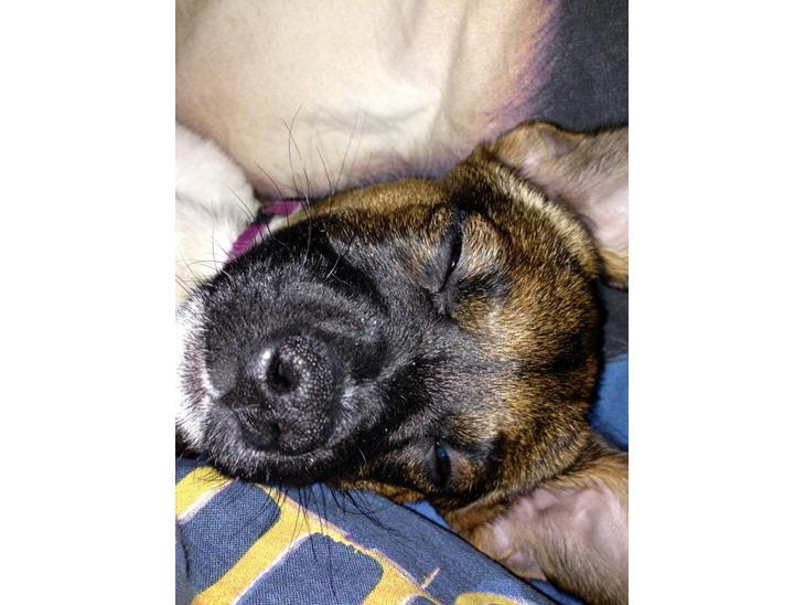 Blanding af racer Nellie billede 1