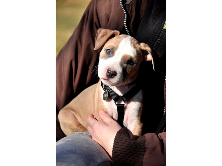 Staffordshire bull terrier Blanding | Eiwa billede 1