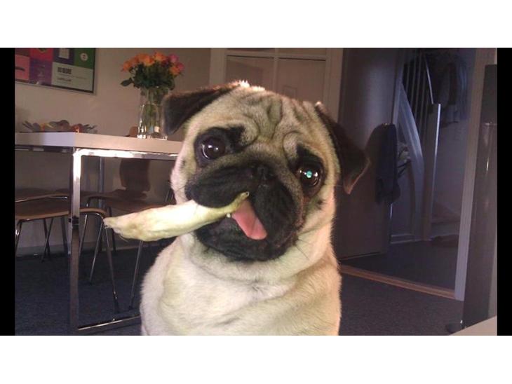 {{currentPhoto.altText}} billede {{currentPhoto.number}}