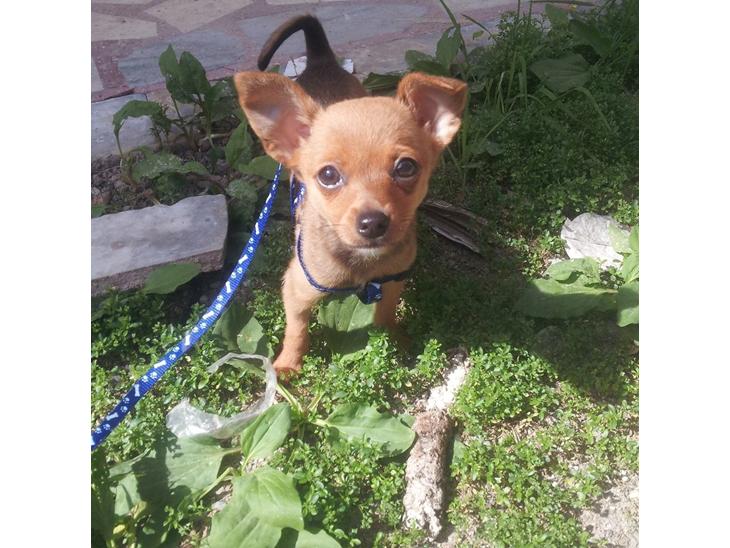 {{currentPhoto.altText}} billede {{currentPhoto.number}}