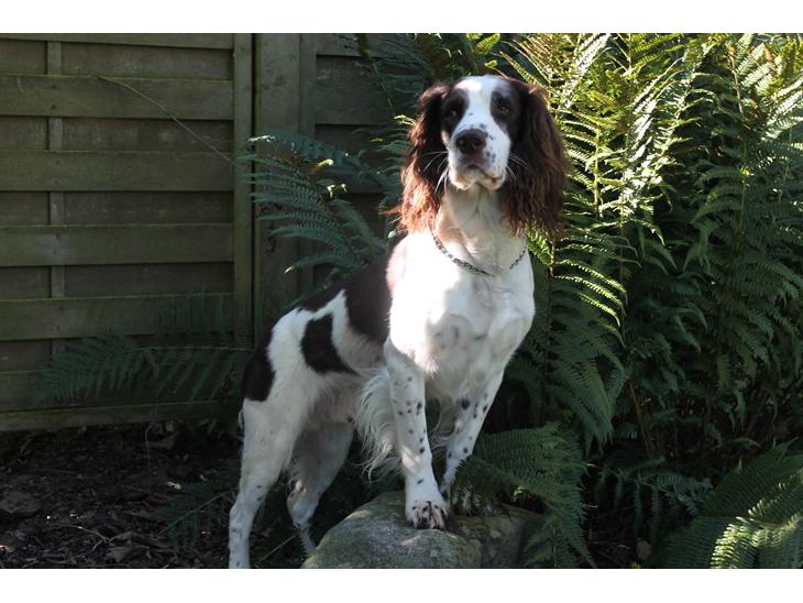 Engelsk springer spaniel balto billede 1