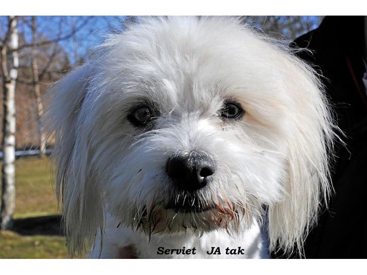 Coton de tulear Knud billede 1