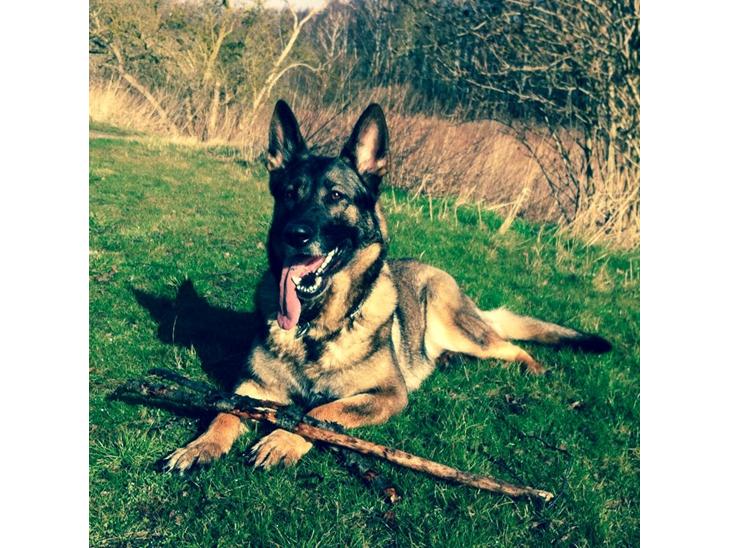 {{currentPhoto.altText}} billede {{currentPhoto.number}}