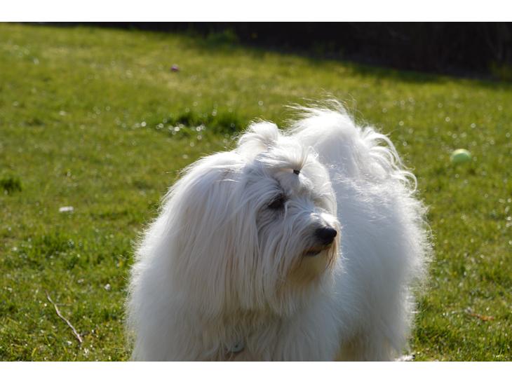 Coton de tulear Charlie - Dejlige Charlie... billede 1