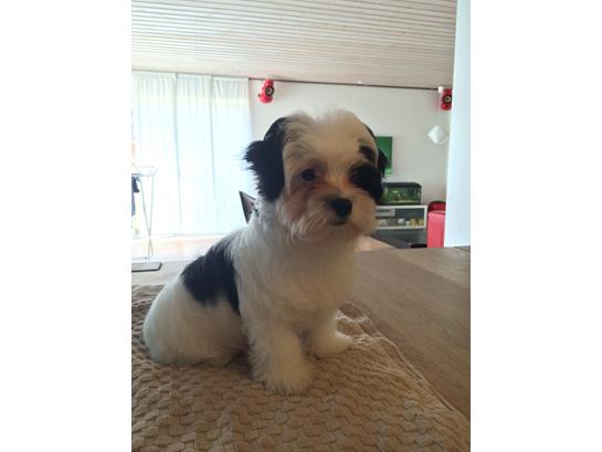 {{currentPhoto.altText}} billede {{currentPhoto.number}}