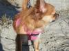 Chihuahua Labellos Dancing Indiana