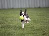 Cavalier king charles spaniel Cassiopeia Cavaliers Great Gatsby "Anton" <3
