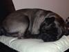 Mops Micky
