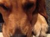 Golden retriever Bella